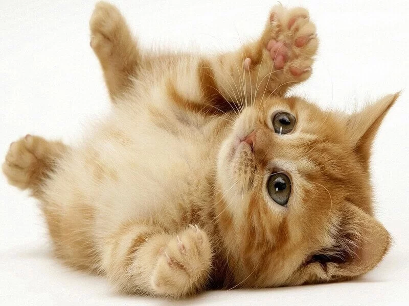 mơ thấy mèo đánh đề con gì